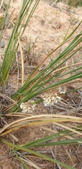 Lomandra leucocephala
