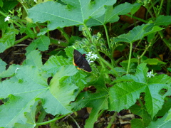 Mysoria barcastus