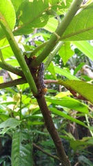 Exsula dentatrix albomaculata