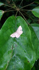 Calletaera basipuncta