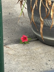 Petunia (Petunia hybrida)