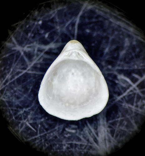 Parastarte triquetra, 2024-05-24