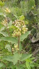 Asclepias ovata