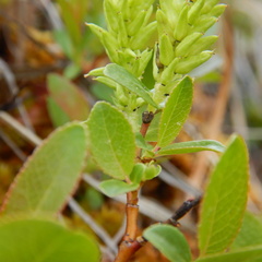 Salix myrtillifolia