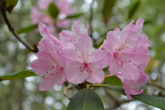 Rhododendron macrophyllum