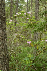 Rhododendron macrophyllum