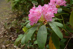 Rhododendron macrophyllum