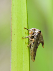 Umbonia