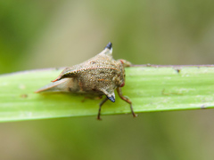 Umbonia