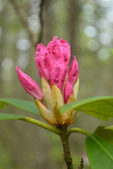Rhododendron macrophyllum