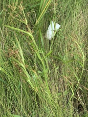 Rhynchospora corniculata