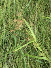 Rhynchospora corniculata