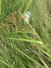 Rhynchospora corniculata