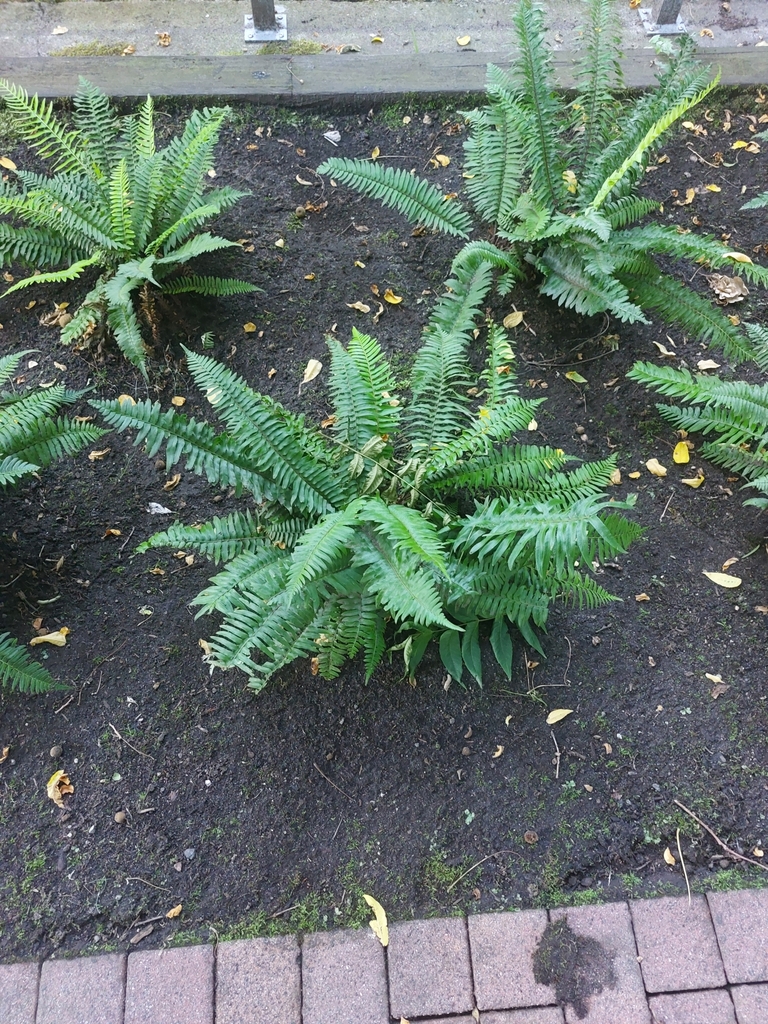 western sword fern in July 2024 by Alan Yoshioka · iNaturalist