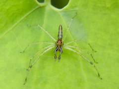 Lyssomanes temperatus