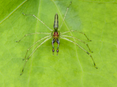 Lyssomanes temperatus