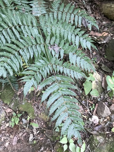 Pteris deflexa, 2024-07-20