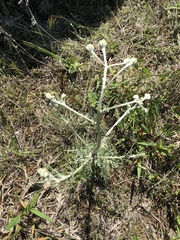 Hymenopappus artemisiifolius