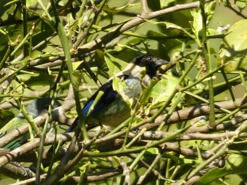 Black-headed Tanager (Stilpnia cyanoptera), photo 5