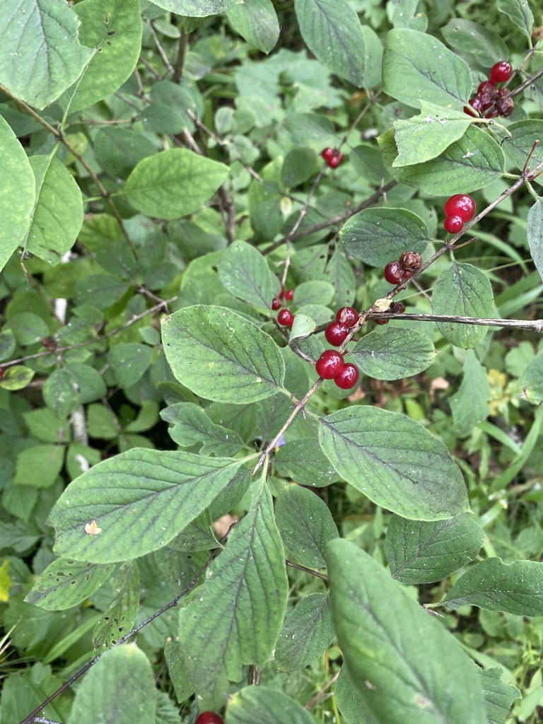 Lonicera xylosteum, Озёрское шоссе, Городской округ Озёры, Московская Область, RU