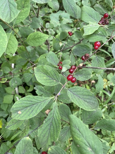 Chèvrefeuille des haies (Lonicera xylosteum) — photo 2