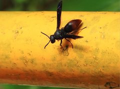 Anterhynchium mellyi