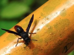 Anterhynchium mellyi