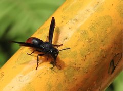 Anterhynchium mellyi