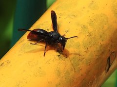 Anterhynchium mellyi
