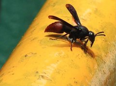 Anterhynchium mellyi