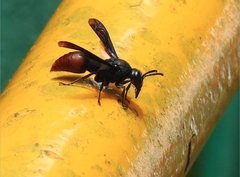 Anterhynchium mellyi