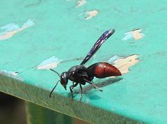 Anterhynchium mellyi