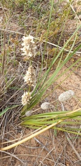 Lomandra leucocephala