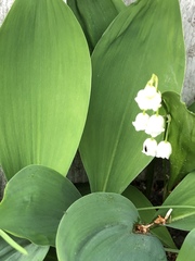 Convallaria majalis