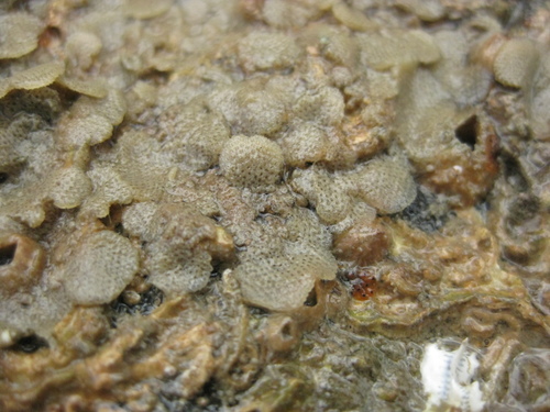 Chaperiidae