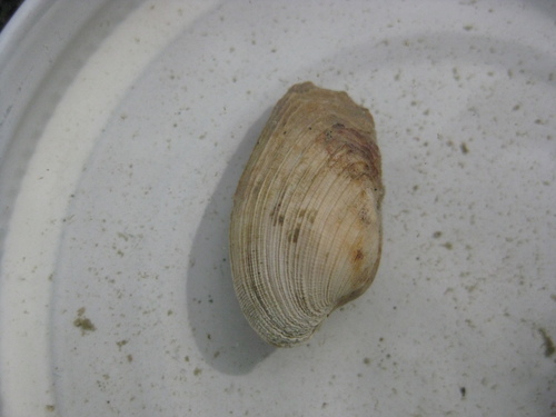 Irus elegans