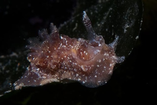 citrine nudibranch