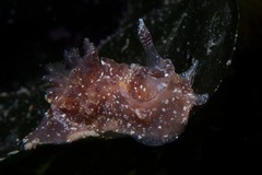 Goniodoris brunnea