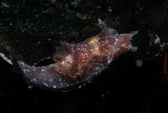 Goniodoris brunnea