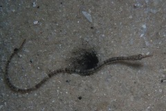 Syngnathus temminckii