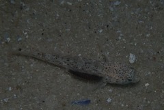 Caffrogobius nudiceps