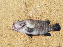Cephalopholis panamensis