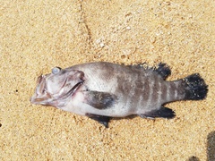 Cephalopholis panamensis