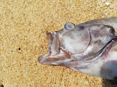 Cephalopholis panamensis