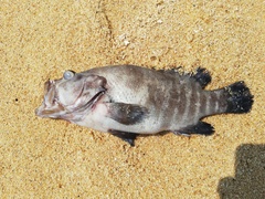 Cephalopholis panamensis