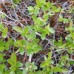 Salix myrtillifolia