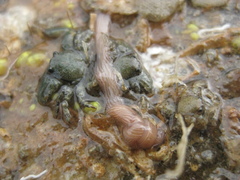 Baseodiscus delineatus