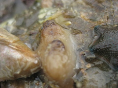 Asterocarpa coerulea