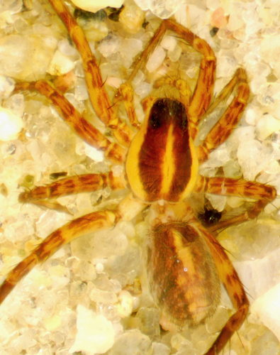 Pardosa luteola