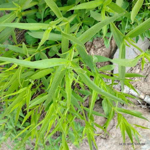 Arnica longifolia, photograph 4